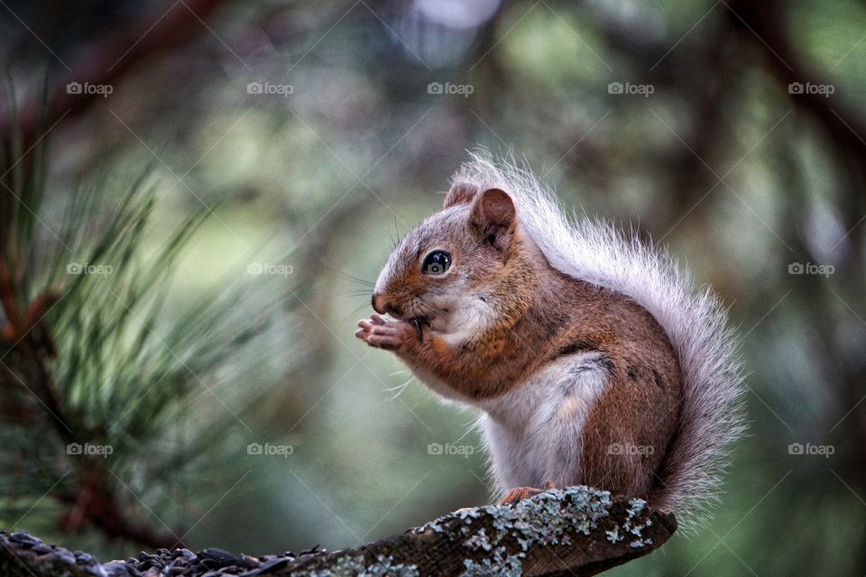 Squirrel eating in a tree