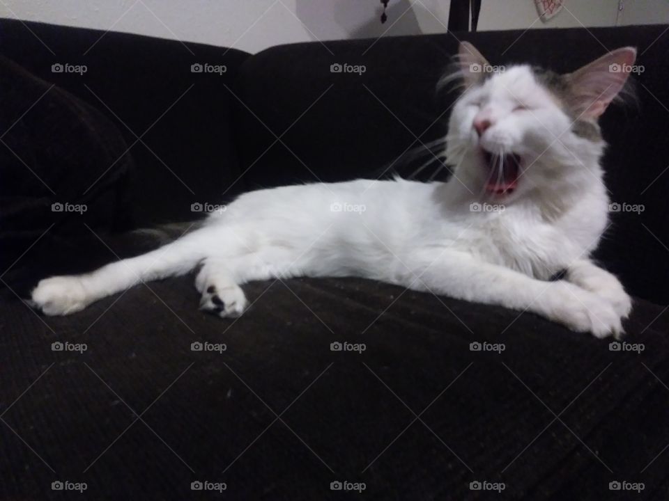 A big yawn from a white cat named Cloud