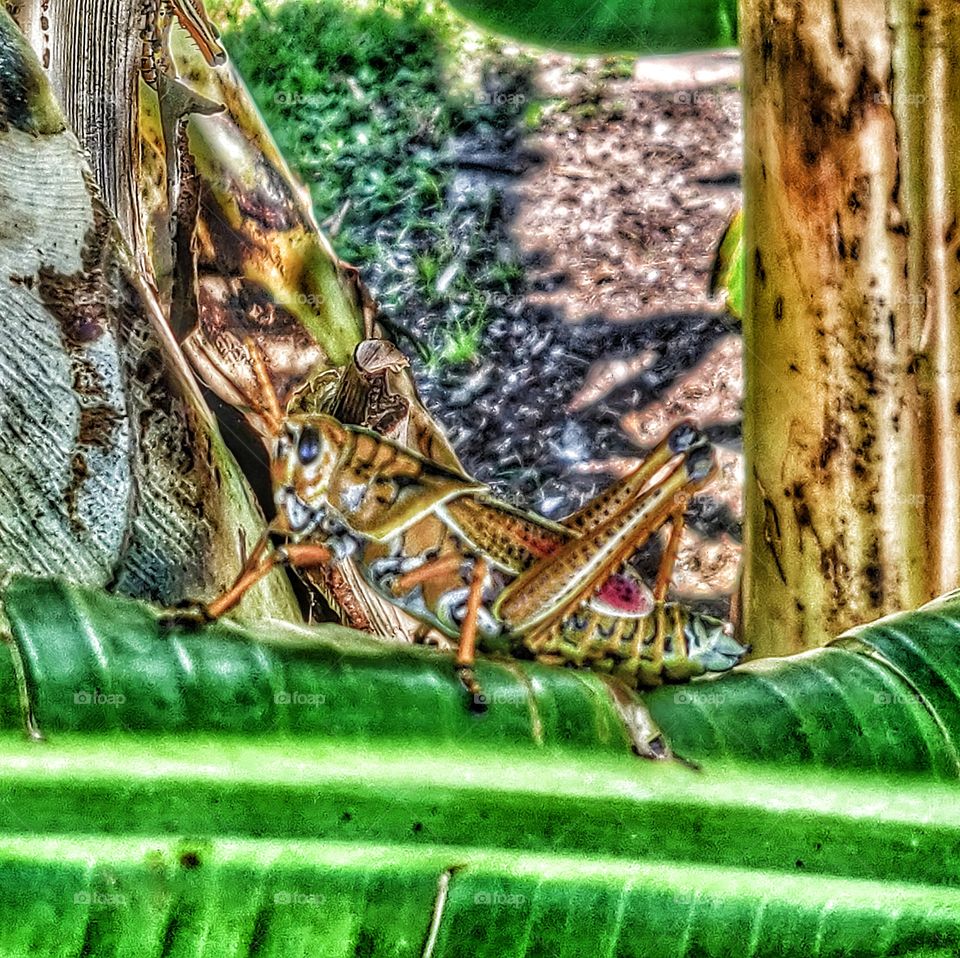 Eastern Lubber Grasshopper