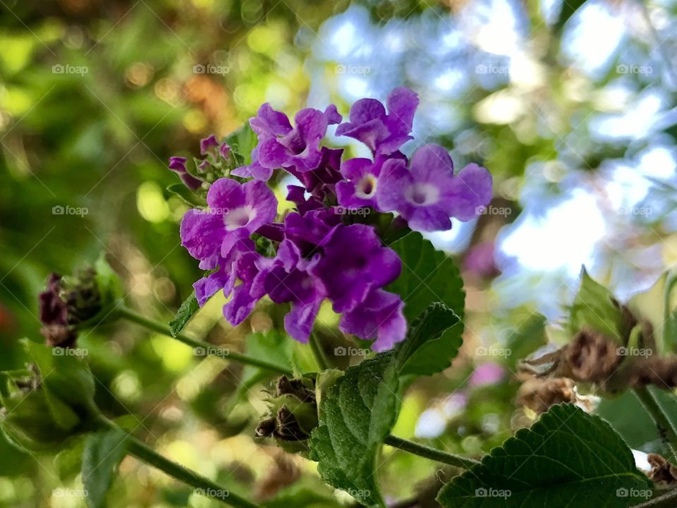 Dainty Purple Bloom
