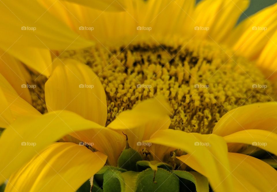 Happy Sunflowers