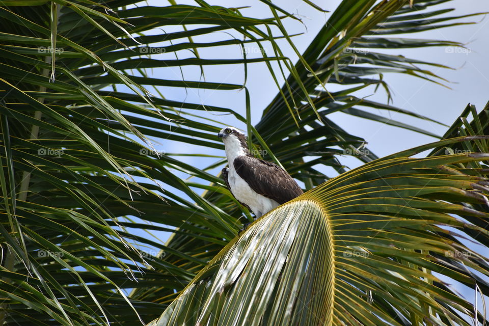 Young osprey ready to fly