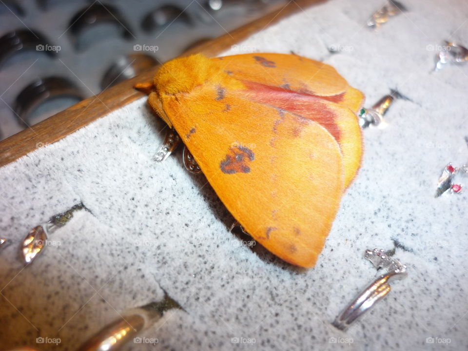 A beautiful orange butterfly landed on a display of rings