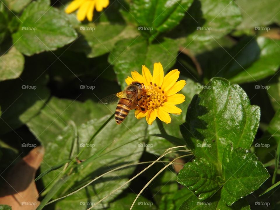 Nature, No Person, Insect, Bee, Summer