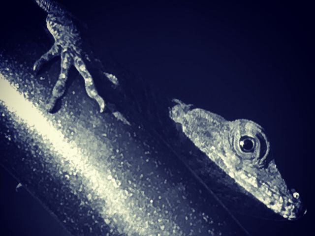 Cuban brown anole on a pole
