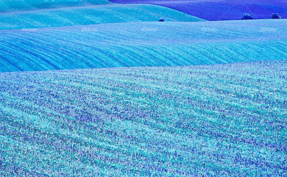 Blue fields