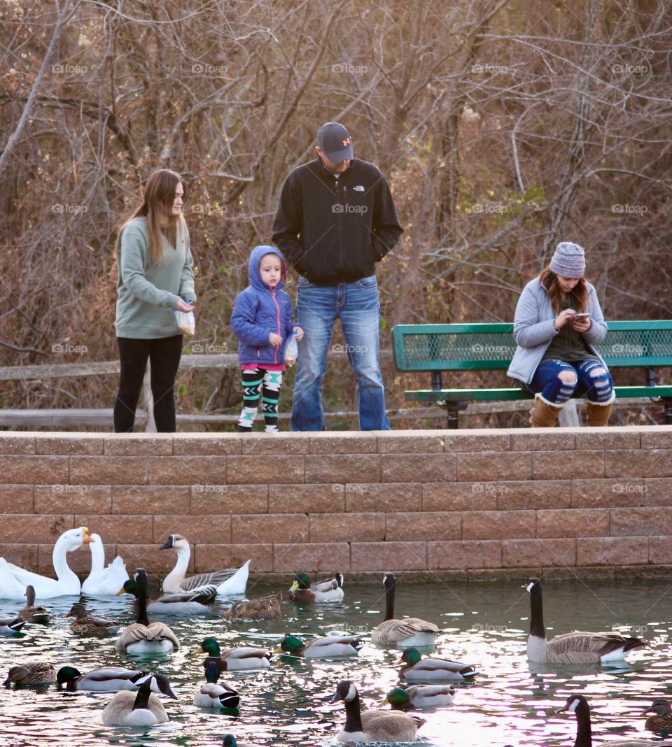 Family Duck Feeding at the Pond