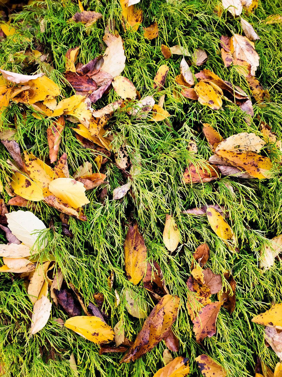 Fall leaves in various shades of yellow sit on a vibrant green shrub