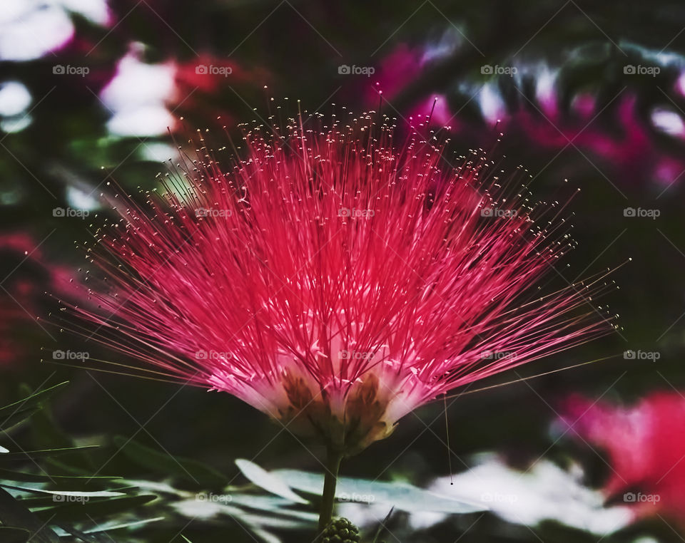 Flower portrait - Persian silk