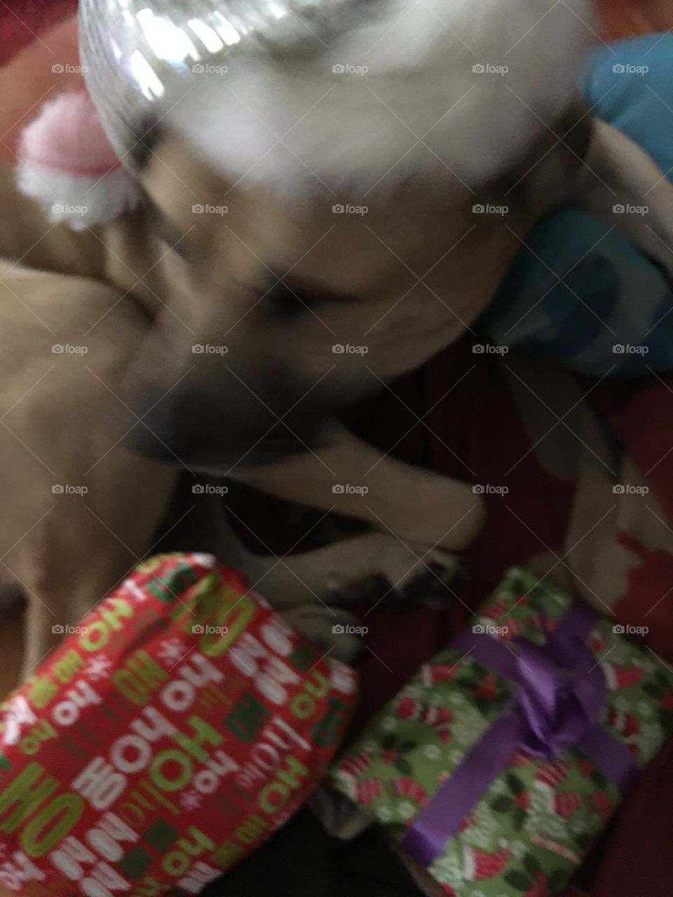 Waiting patiently to open his gifts on Christmas Day. I wonder what I got something good I hope.