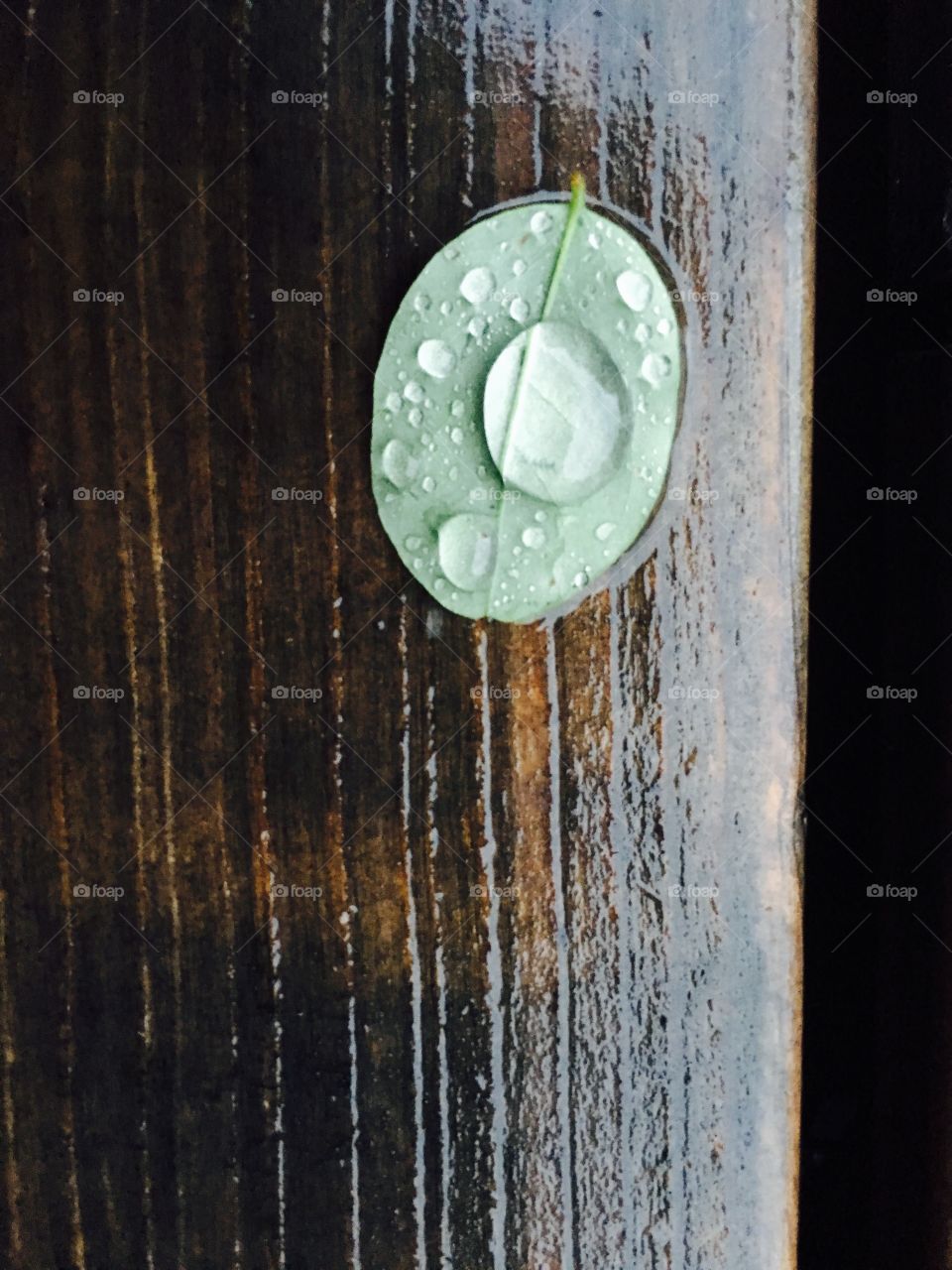 Green leave on the wood with the water drop