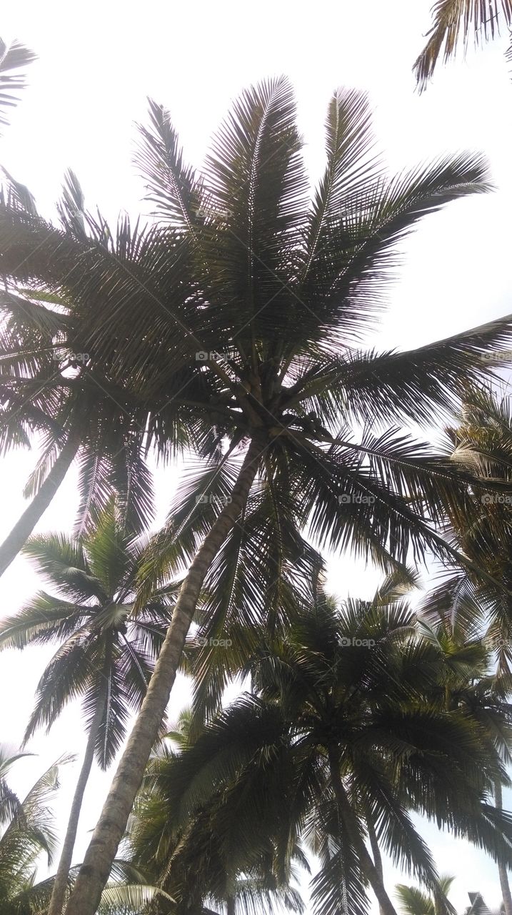 coconut tree