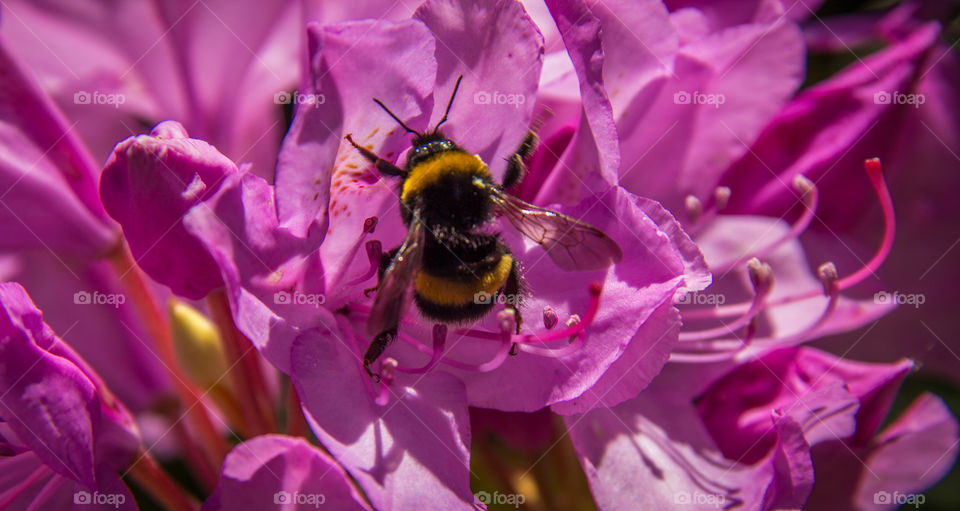 Summertime bee fun in the sunshine 