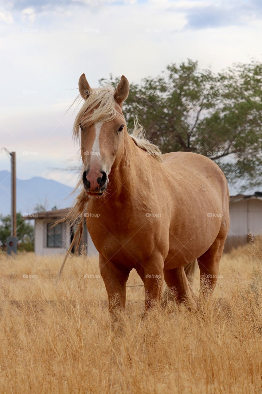 Wild horse in rural area in the Sierra Nevadas 