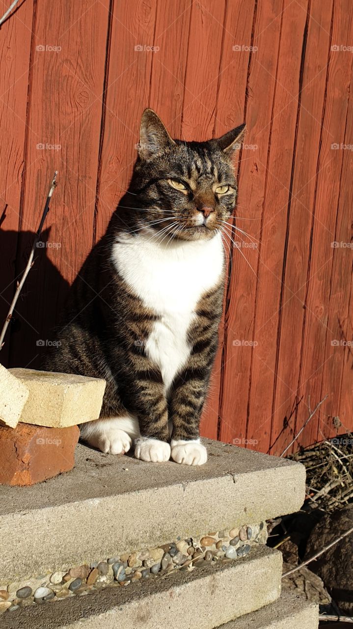 Cat enjoying the sun, in Sweden