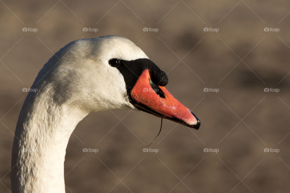 Portrait of a beautiful white swan with colorful beak - closeup on the head from the side - närbild på vacker vit svan med röd orange näbb , från sidan