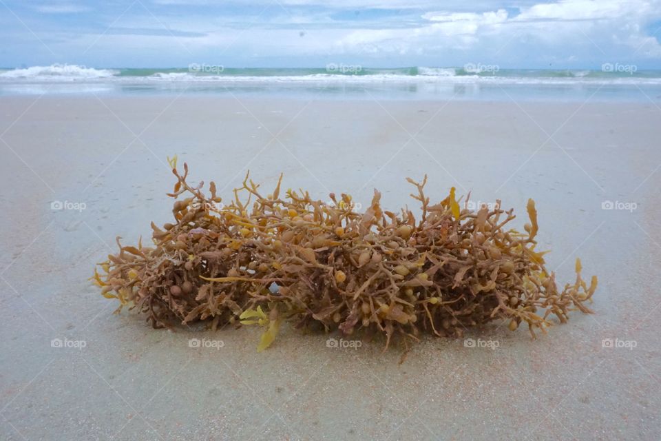 Seaweed made it to the cold beach