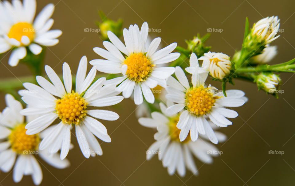 White Wild Flower Cluster 