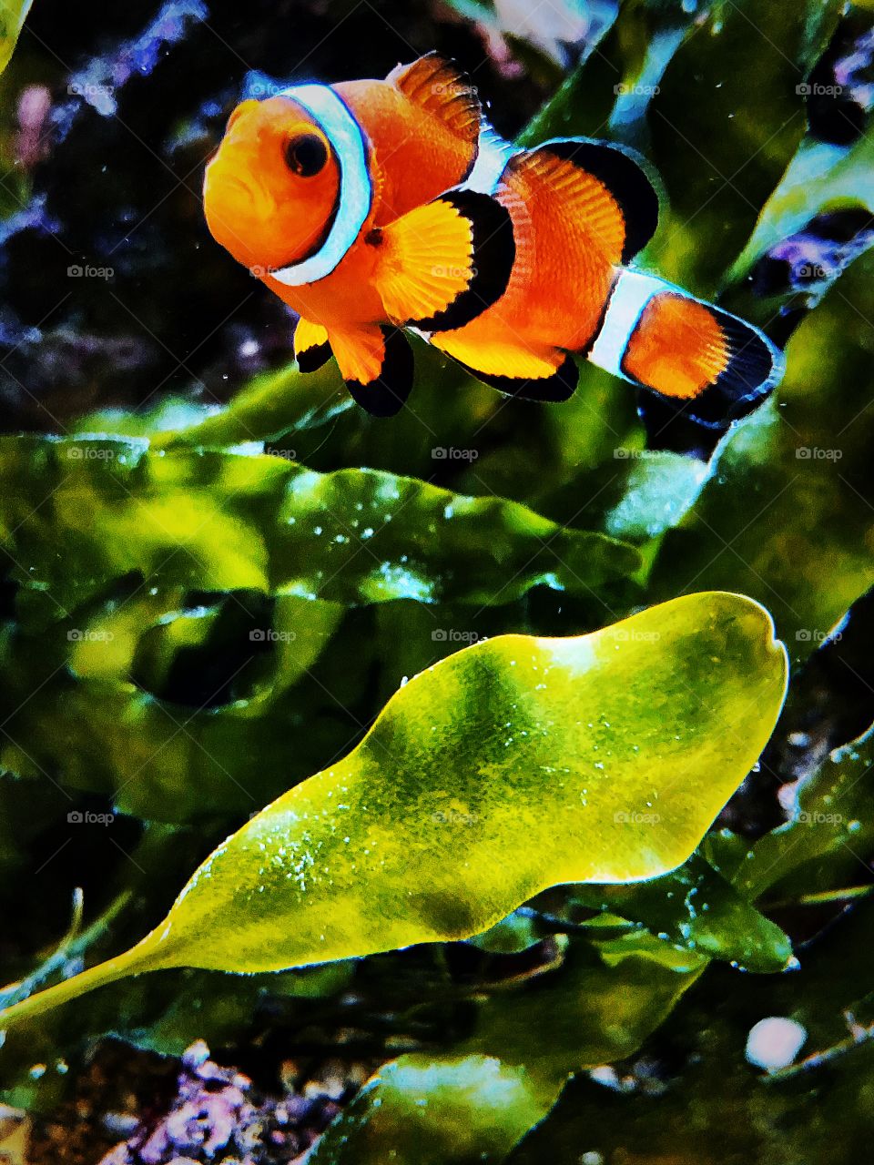 Nemo 