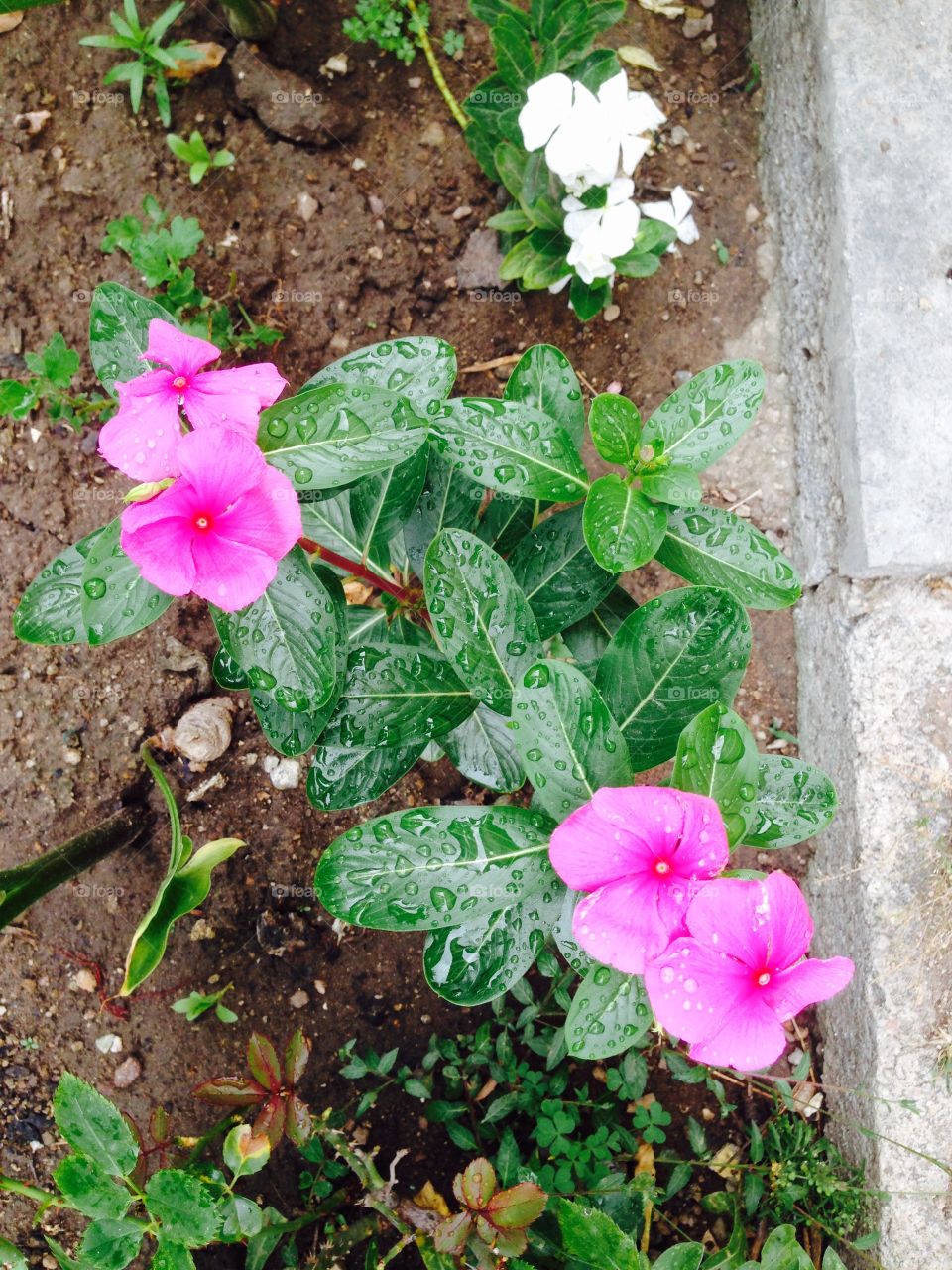 Flowers After Rainfall. Pink and white flowers right after rainfall