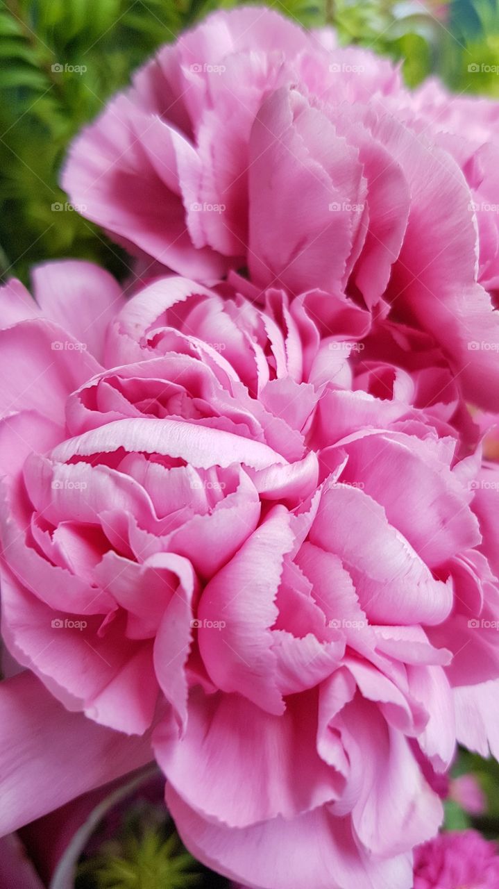 pink carnation