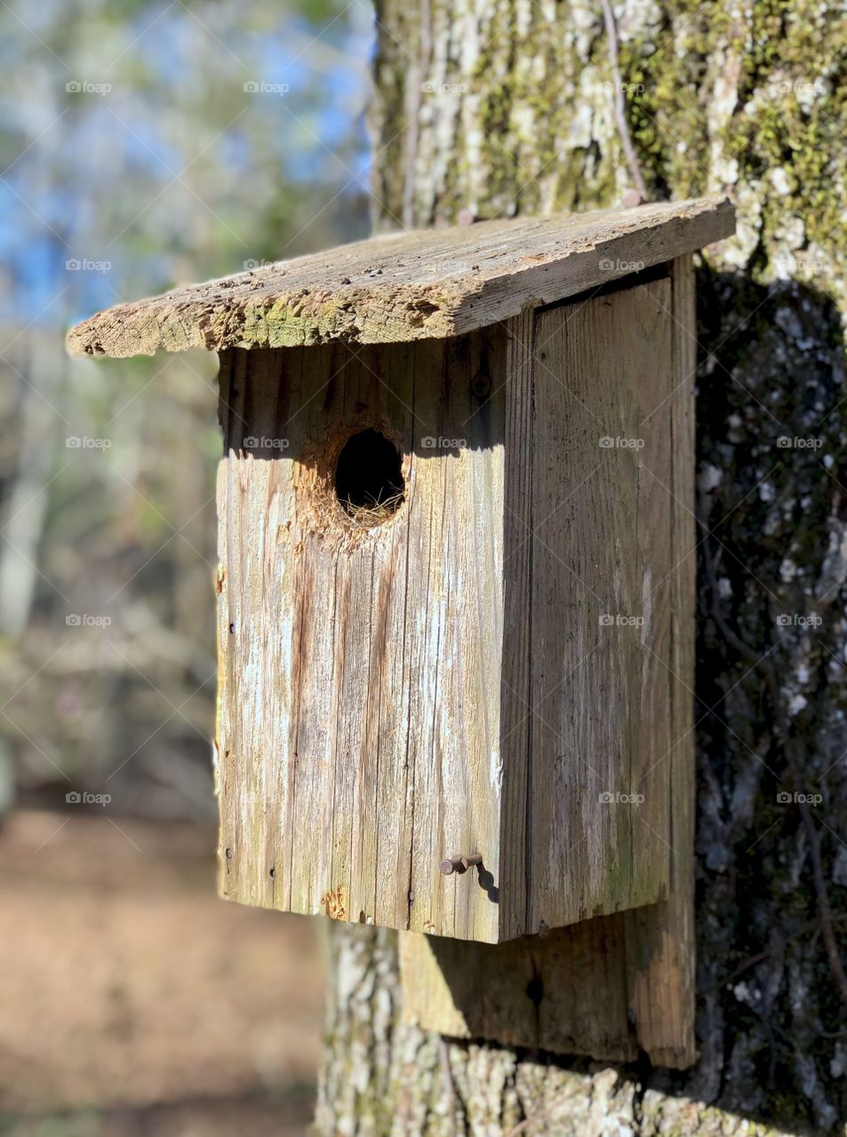 Rustic wooden birdhouse on tree trunk 