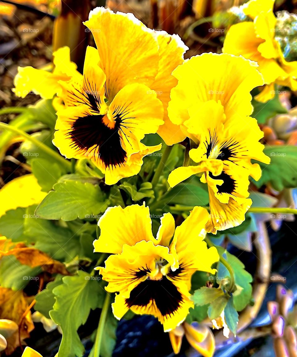 Yellow pansies 