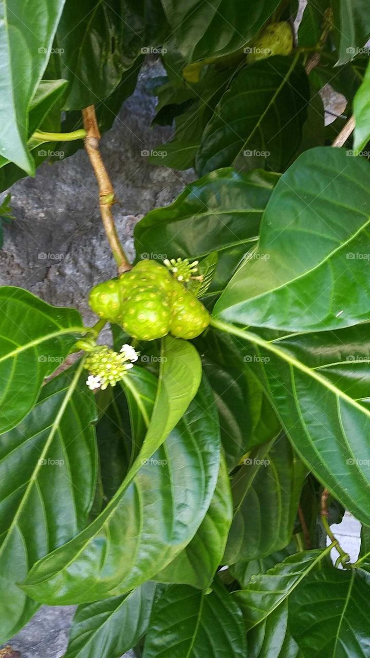 a tree that grows fruit