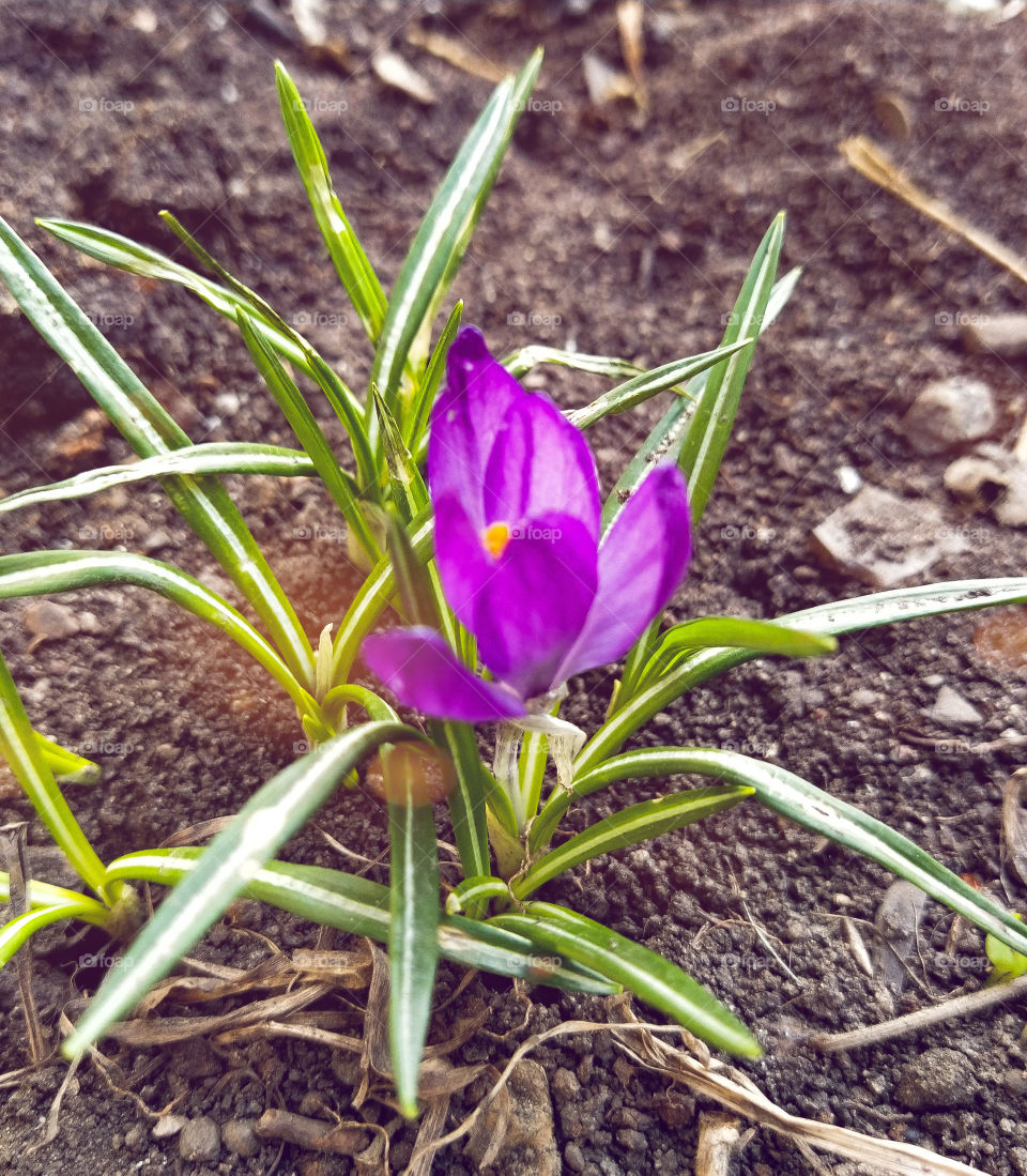 spring flower
