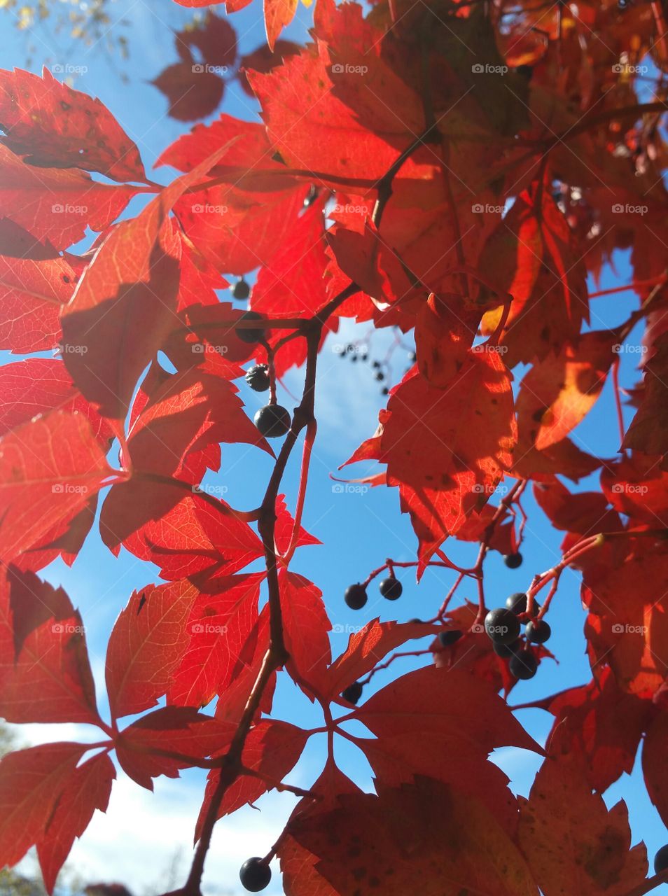 red leaves against blue sky