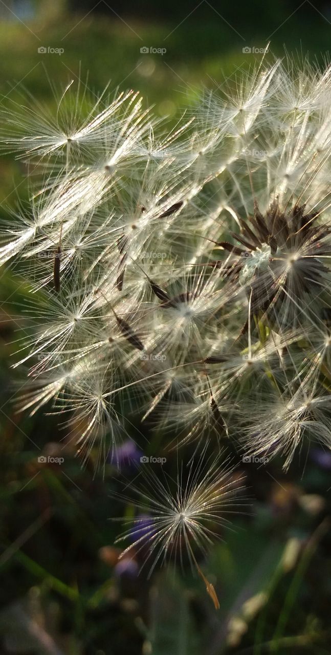 Dandelion - blowball close-up