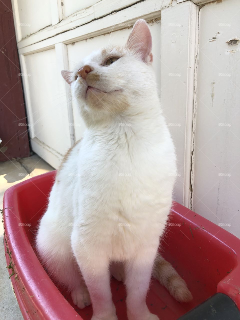 Cat in wagon