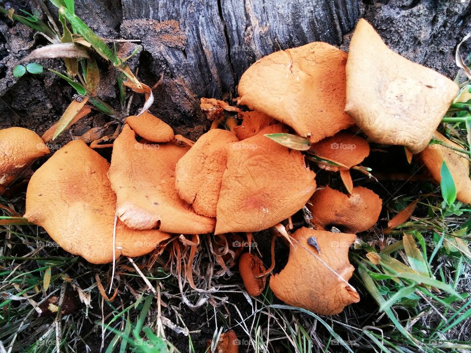 the beautiful mushroom