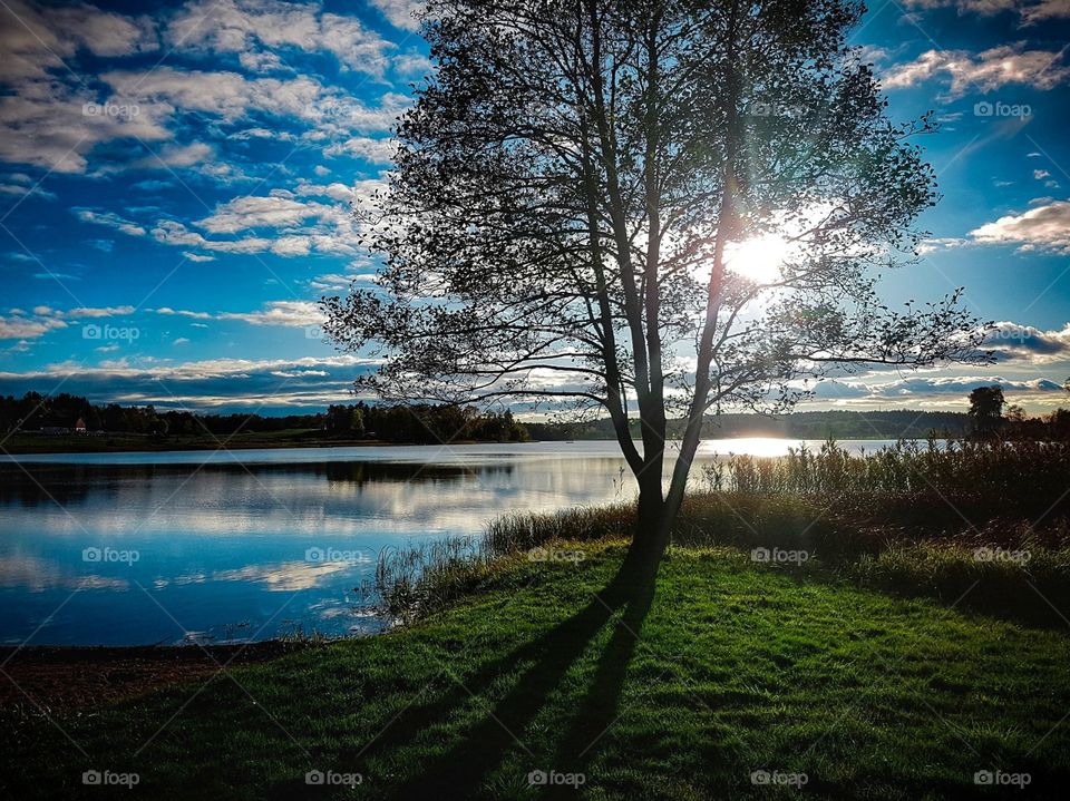 Tree and lake in sweden🇸🇪