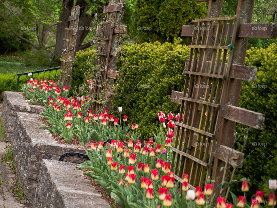 Purple tulips in bloom