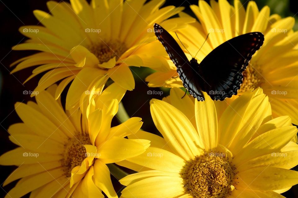 A Giant Swallowtail lands on a yellow Gerbera daisy. 