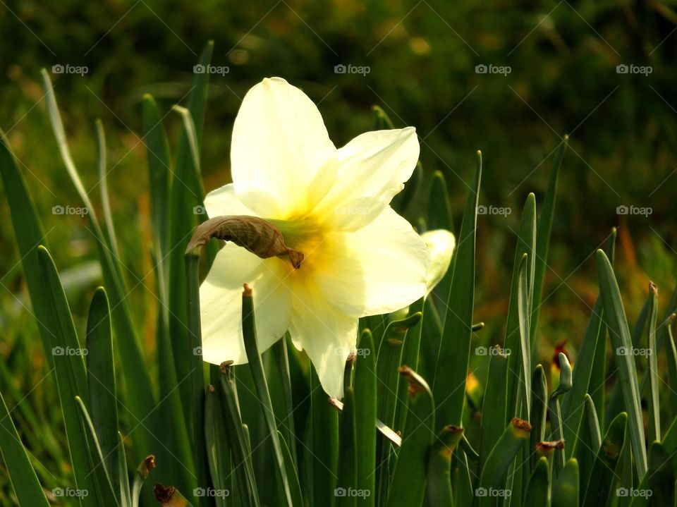 Spring daffodil