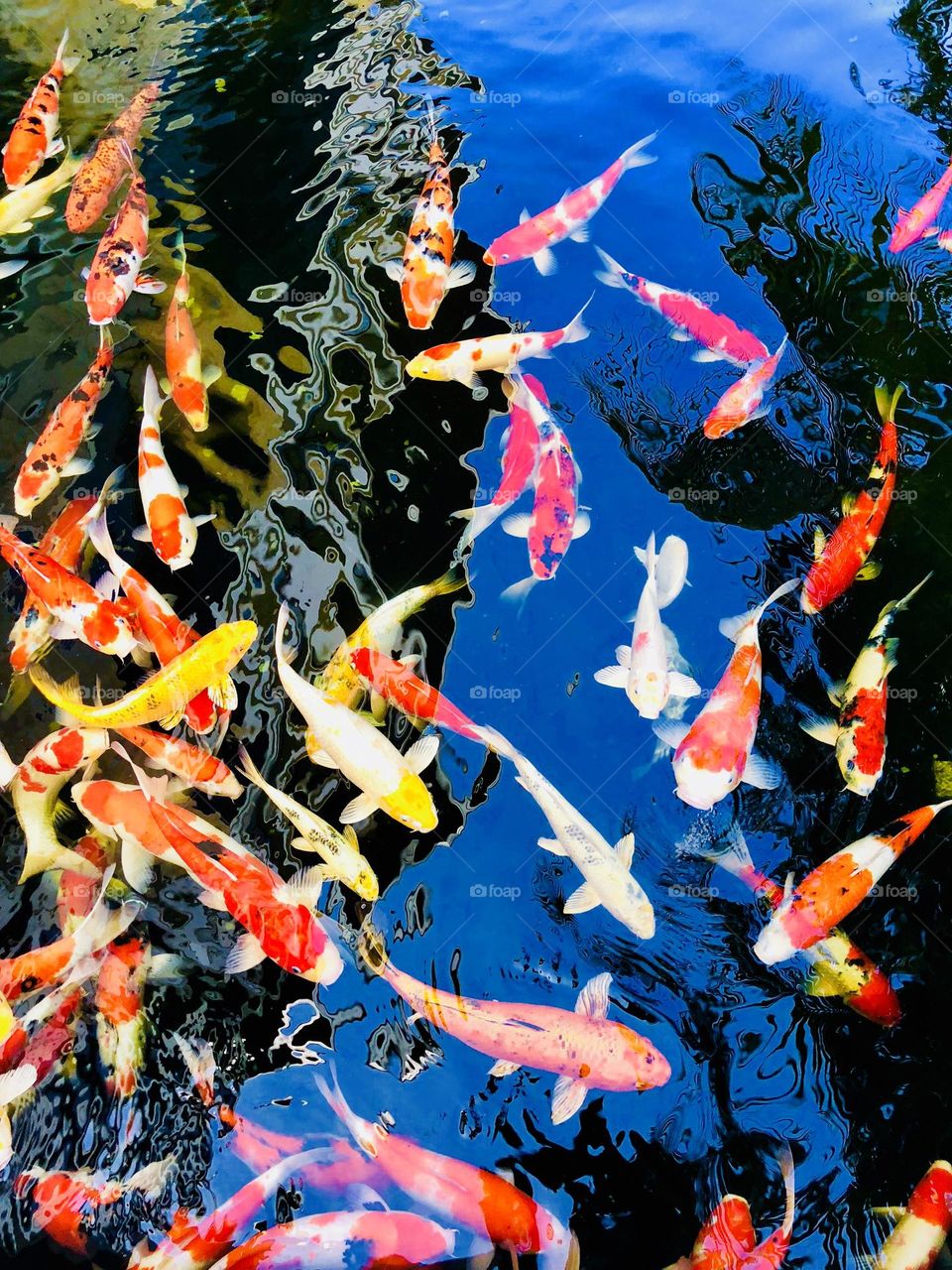 Koi pond