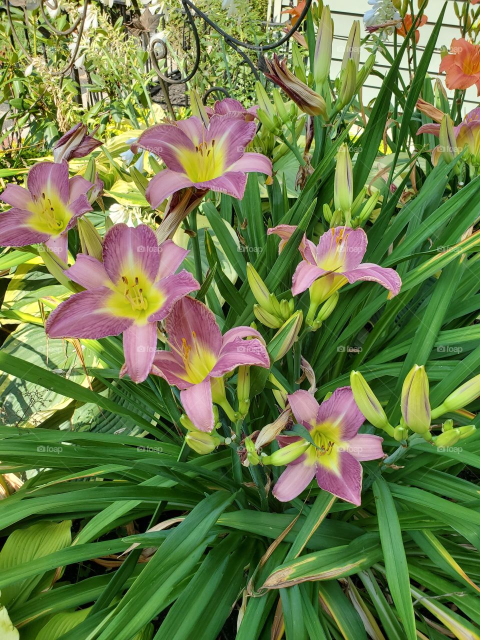 day lillies in unusual colors
