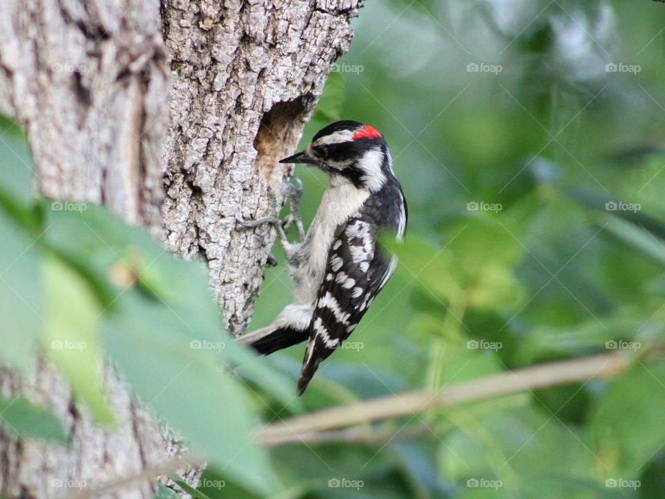 small woodpecker