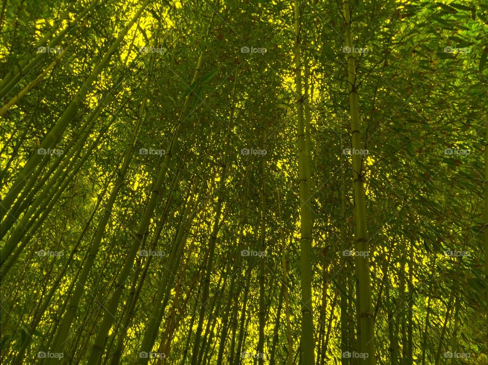 Sunlight in Bamboo Garden . Golden hour in garden 
