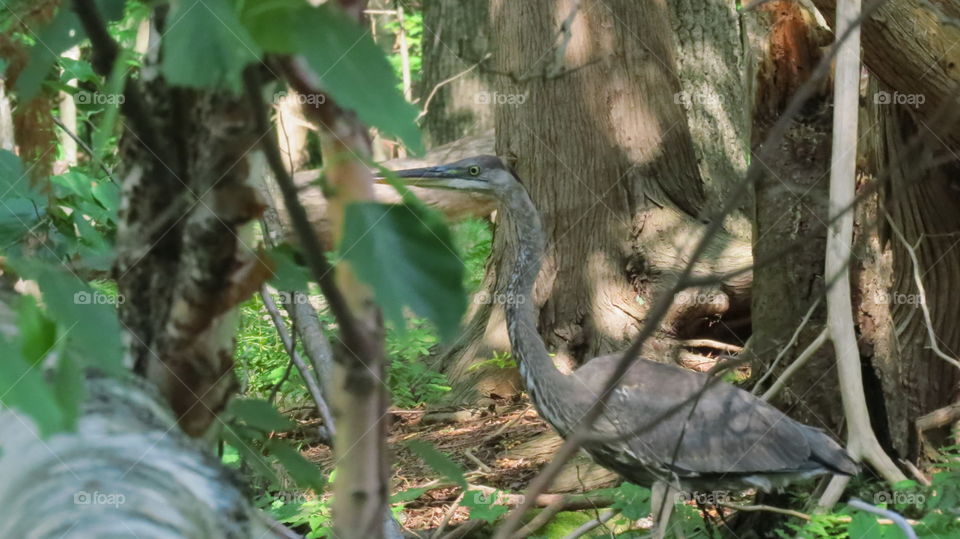 Great Blue Heron hiding in the brush, he is fishing and keeping an eye on me, as I am trying to capture a shot from my kayak