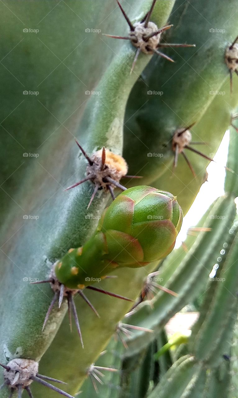 Cereus hexagonus