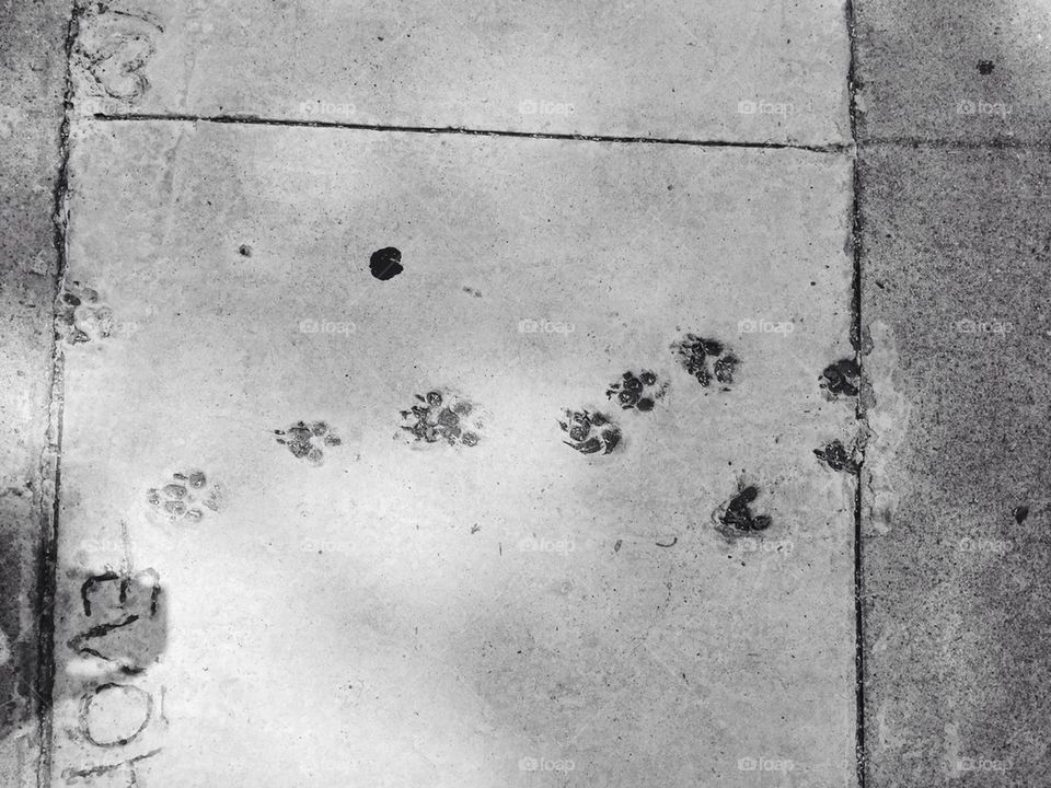 Cat Prints