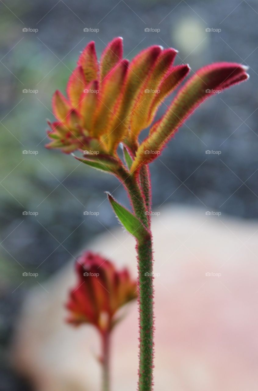 kangaroo paw