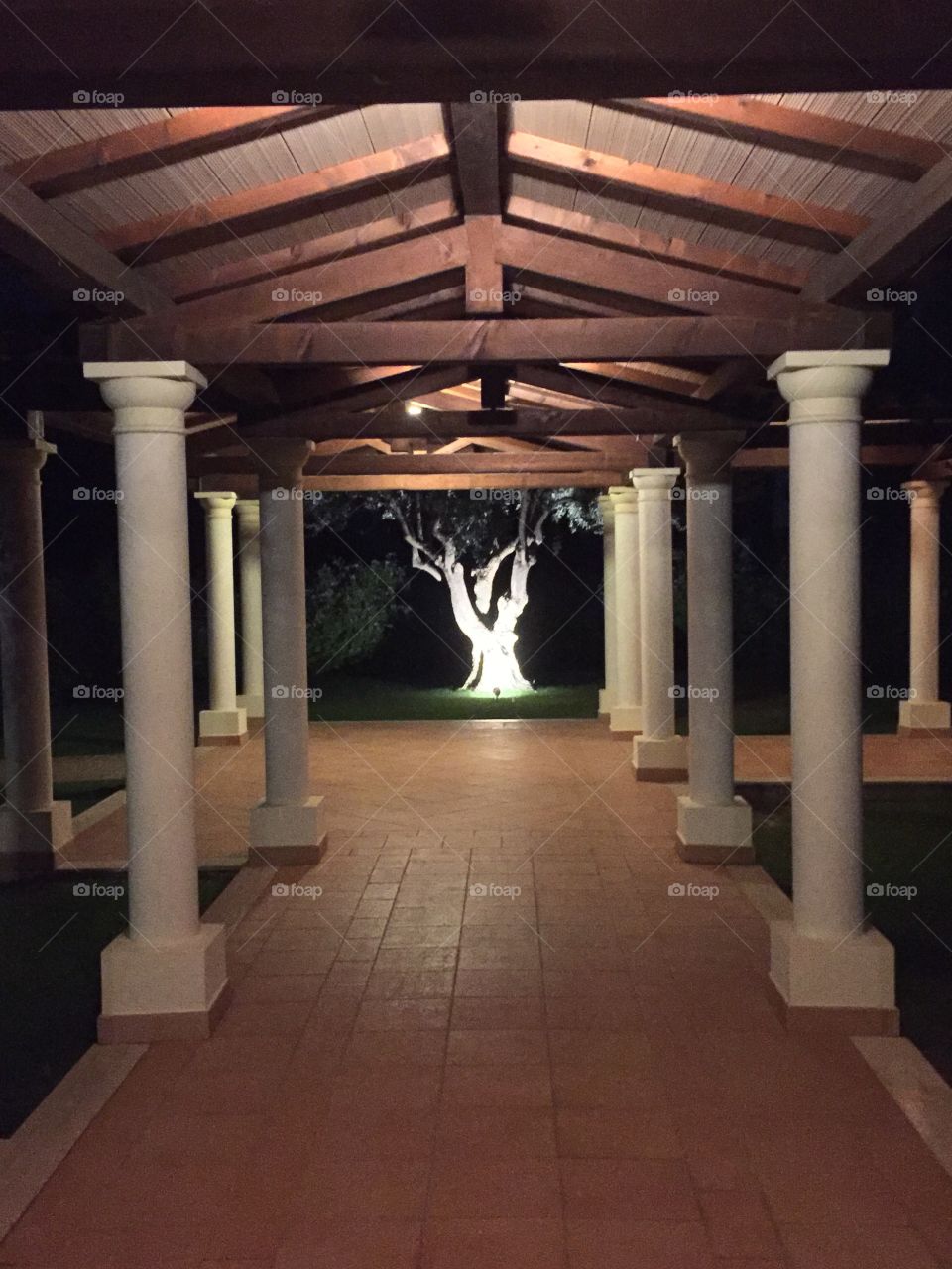 Evening walkway to Olive tree 