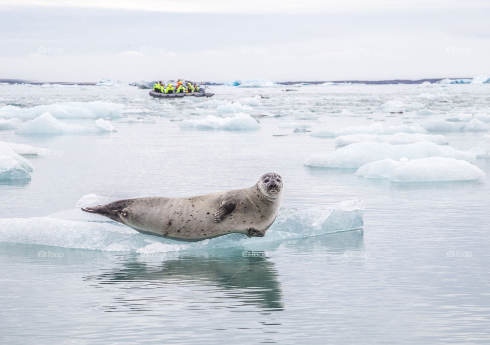 Seal on an iceberg in Glacier Lagoon, Iceland with tour boat in the distance