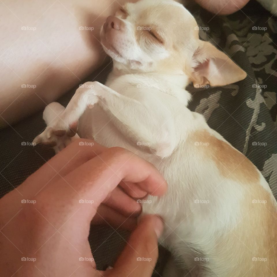 Cute little picture of a little chihuahua closing her eyes as the tummy rub is unbelievable good.
