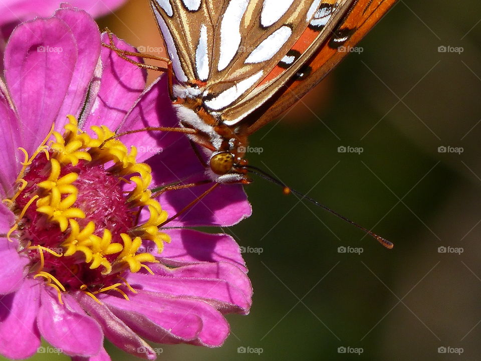 Butterfly on flower