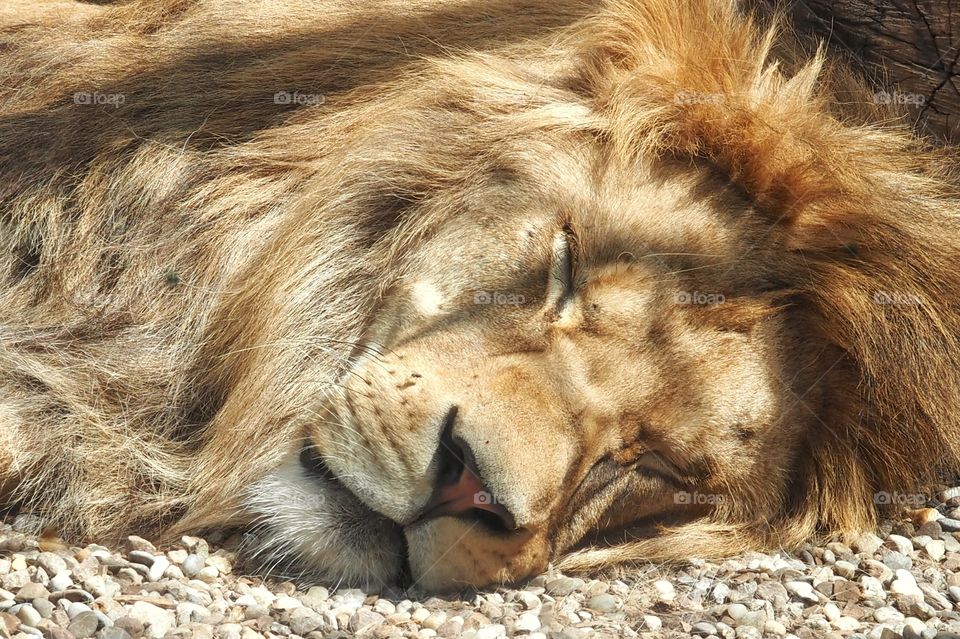 lion